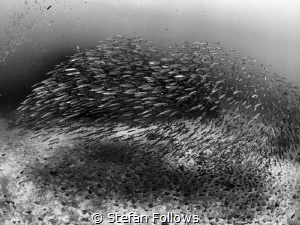 ... only breath and shadow. Chevron Barracuda - Sphyraena... by Stefan Follows 